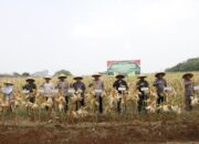 Dukung Asta Cita Presiden, Kapolresta Tangerang Panen Jagung Serentak Program Ketahanan Pangan