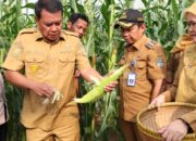 Bupati Tangerang Panen Jagung Pulut di Desa Kaliasin, Dorong Generasi Muda Jadi Petani Milenial