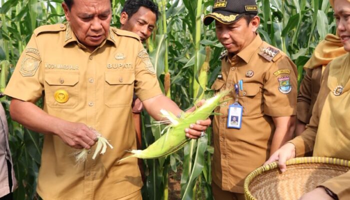 Bupati Tangerang Panen Jagung Pulut di Desa Kaliasin, Dorong Generasi Muda Jadi Petani Milenial