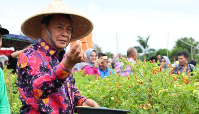 Bupati Tangerang Panen Raya Cabai Setan Bersama Kelompok Tani Berenuk di Legok