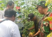 Panen Raya Melon Golden Emerald di Jambe, Rumah Zakat Resmi Buka Wisata Petik Melon