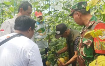 Panen Raya Melon Golden Emerald di Jambe, Rumah Zakat Resmi Buka Wisata Petik Melon