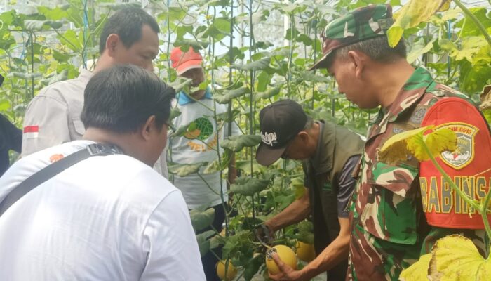 Panen Raya Melon Golden Emerald di Jambe, Rumah Zakat Resmi Buka Wisata Petik Melon
