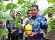 Bupati Tangerang Panen Melon Hidroponik di Curug Wetan, Dorong Pertanian Modern dan Ketahanan Pangan