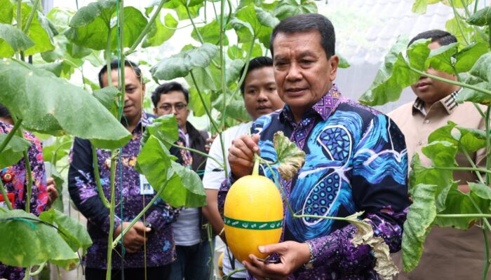 Bupati Tangerang Panen Melon Hidroponik di Curug Wetan, Dorong Pertanian Modern dan Ketahanan Pangan