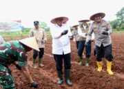 Bupati Tangerang Tanam Jagung Hibrida Serentak Bersama Forkopimda di Panongan