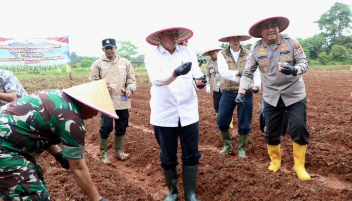 Bupati Tangerang Tanam Jagung Hibrida Serentak Bersama Forkopimda di Panongan