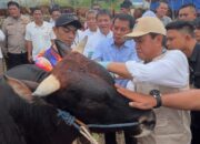 Bupati Maesyal Sidak Lapak Kurban di Tangerang, Pastikan Hewan Sehat dan Bebas PMK