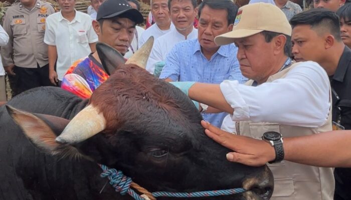 Bupati Maesyal Sidak Lapak Kurban di Tangerang, Pastikan Hewan Sehat dan Bebas PMK