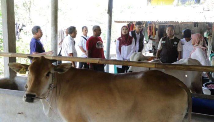 Pemprov Jabar Salurkan 24 Bibit Sapi Potong untuk Peternak di Tiga Kabupaten