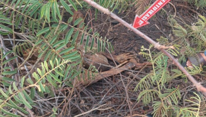 Kerangka Manusia Ditemukan di Lahan Kosong Puri Jaya, Polisi Turun Tangan
